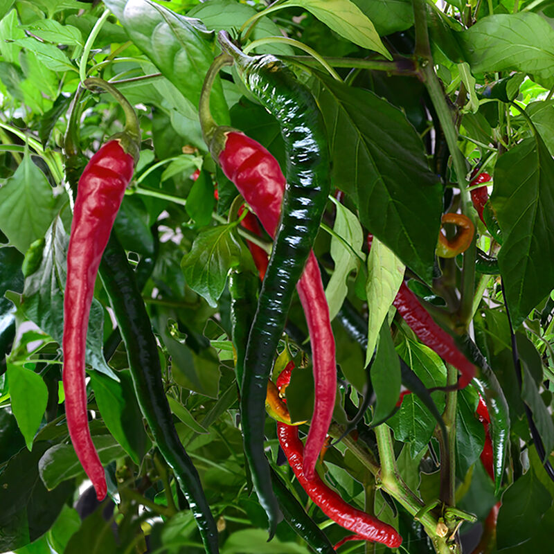 Cayenne Pepper Seed Pod Kit image number null